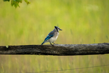 Blue Jay on a rail 
