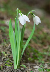 photos of white flowers, winter flowers and snowdrops