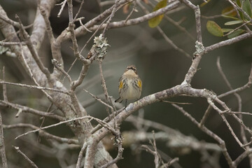 Fototapeta premium warbler on a branch