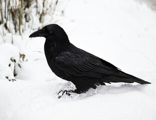 crow on snow