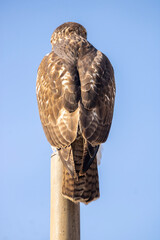 bird of prey