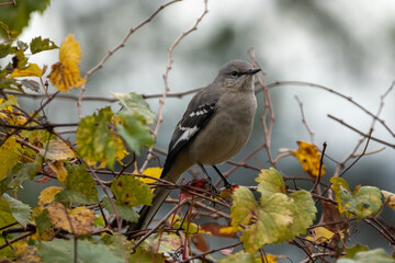 Northern Mockingbird in the shrubbery 
