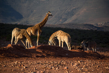 giraffes in the African desert . South Africa