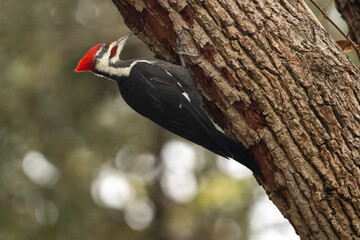 woodpecker on tree