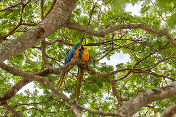Blue-and-yellow Macaw (Ara ararauna) in the wild free-living in the rainforest tree. Canindé macaw couple