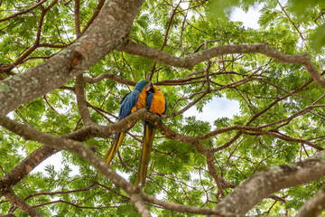 Blue-and-yellow Macaw (Ara ararauna) in the wild free-living in the rainforest tree. Canindé macaw...