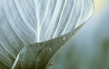 Texture gray, beige leaf copy space nature background. Selective soft focus..