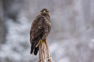 Common Buzzard in winter scenery