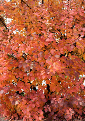 Beautiful red and orange leaves on branches at autumn season day