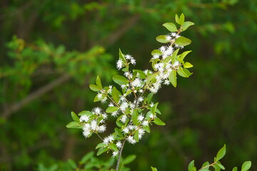 
Flowers of Psidium cattleyanum commonly known as Cattley guava, strawberry guava or cherry guava, is a small tree (2–6 m tall) in the Myrtaceae (myrtle) family. Amazon, Brazil