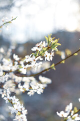 Apple tree bloom bathed in atmospheric spring light, spring background, close up of flowers
