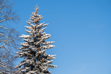 Blue sky and spruce tree top covered by snow. Winter minimal landscape. Copy space