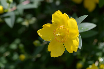 セイヨウキンシバイ