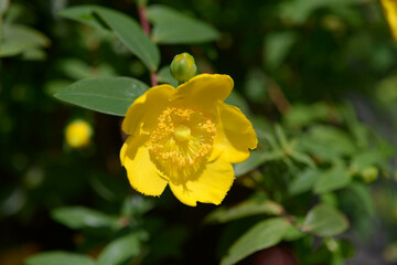 セイヨウキンシバイ