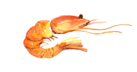Watercolor shrimp. Hand drawn illustration isolated on white background