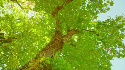 Green crown of sweet chestnut tree with bark-covered trunk growing under bright sunlight and blue sky in park close low angle shot