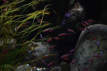 View of fishes in aquarium in the zoo in Leipzig in Germany