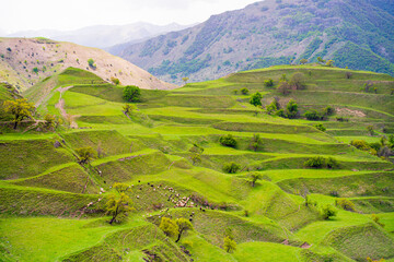 Fototapeta premium authentic nature of Dagestan, green meadows and mountain slopes covered with green grass and relief terrain in the style of agricultural terraces