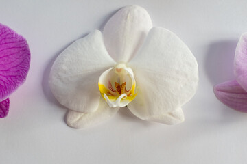 Obraz na płótnie Canvas Frontside orchid flower on the white background, close-up. White phalaenopsis for poster, calendar, post, screensaver, wallpaper, postcard, banner, cover, website. High quality photo