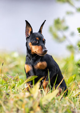 Autumn portrait of a miniature pinscher sitting in the grass