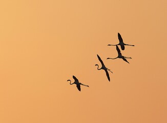 Flock  flamingi fly in sky early morning.