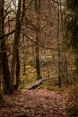 Boardwalk over a soggy part of a forest.