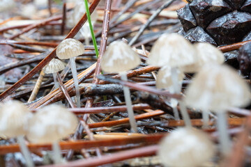 close up of a pile of dried mushrooms
