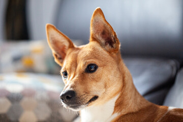 Retrato de un perro cruzado 75% bodeguero andaluz