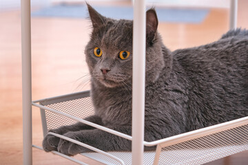 A grey curious chartreux is lying on the bottom shelf of a trolley on wheels.