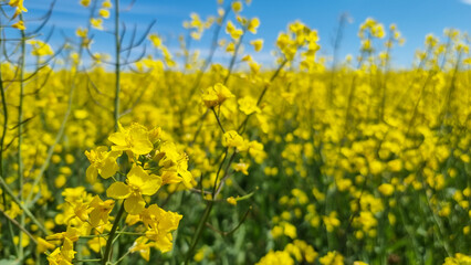 Obraz premium Flowering rapeseed