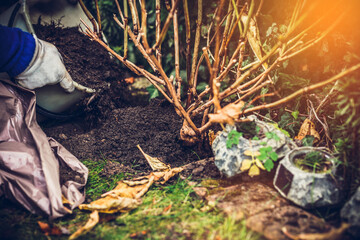 Transplanting flowers and plants. The concept of working in the garden, caring for the garden. Transplanting flowers and caring for plants to grow. Beautiful garden. Digging out ground and soil.