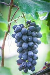Cabernet black grape, red wine made from such grapes. Cabernet Sauvignon grapes. winegrowers grapes on vine. red wine. Harvest concept. Ingredients for production of wine. 