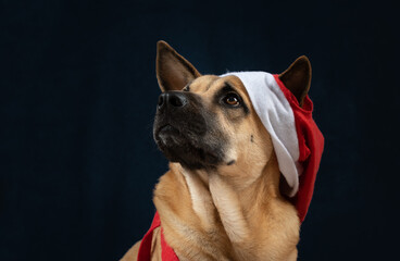 Portrait of a young brown German Shepherd. The dog is wearing a red Santa hat. The background is dark.