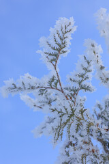 A snow-covered fir branch on a defocused background of blue sky. Selective focusing and shallow depth of field.