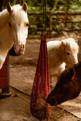 Three horses eating hay in stables