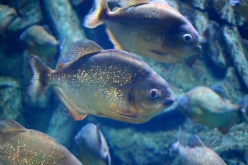 The red-bellied piranha or red piranha is a species of piranha, freshwater habitat, travel in...
