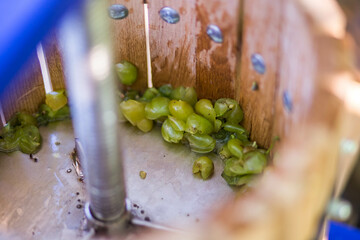 Grape harvest. Winepress with white wort and screw Remains of grapes after squeezing in a barrel to...
