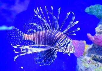Pterois(zebrafish, firefish, tastyfish) is a genus of venomous marine fish, it is characterized by coloration with red, white, creamy, or black bands, showy pectoral fins, and venomous spiky fin rays.