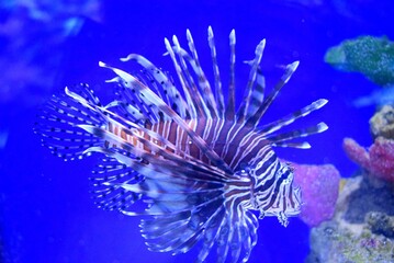 The longhorn cowfish, Lactoria cornuta, is a variety of boxfish from the family Ostraciidae,recognizable by its long horns that protrude from the front of its head, rather like those of a cow or bull.