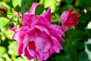 Pink Rose Bush