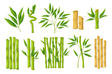 Fototapeta premium Bamboo set vector illustration. Cartoon isolated plant with branches and leaves from Japanese, Chinese or Thai forest, organic leaf on green sprout and dry wooden stems for bamboo reed decoration