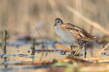 The little crake male (Zapornia parva).