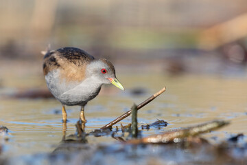 The little crake male (Zapornia parva).