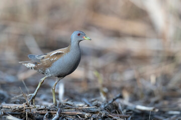 The little crake male (Zapornia parva).