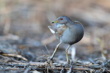 The little crake male (Zapornia parva).