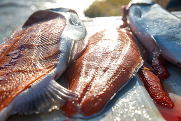 Fresh caught coho salmon fish fillet on a cutting board near a river in Alaska. The sunlight is reflecting on the seafood meat