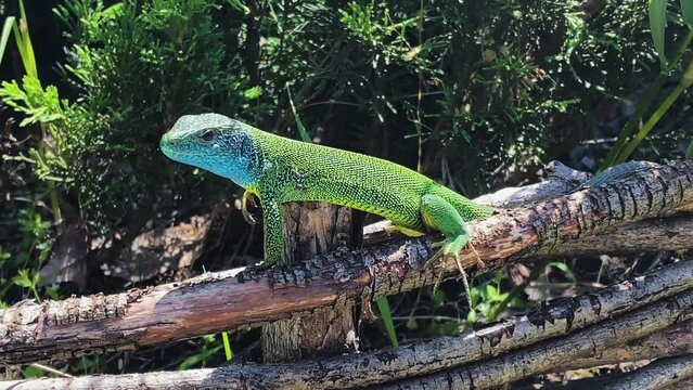 European green lizard (Lacerta viridis) resting in sun