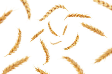 Falling Wheat isolated on white background, selective focus