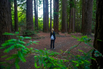 Obraz premium Blond woman looking up in majestic redwood forest
