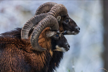 male European mouflon (Ovis aries musimon) pairs side by side